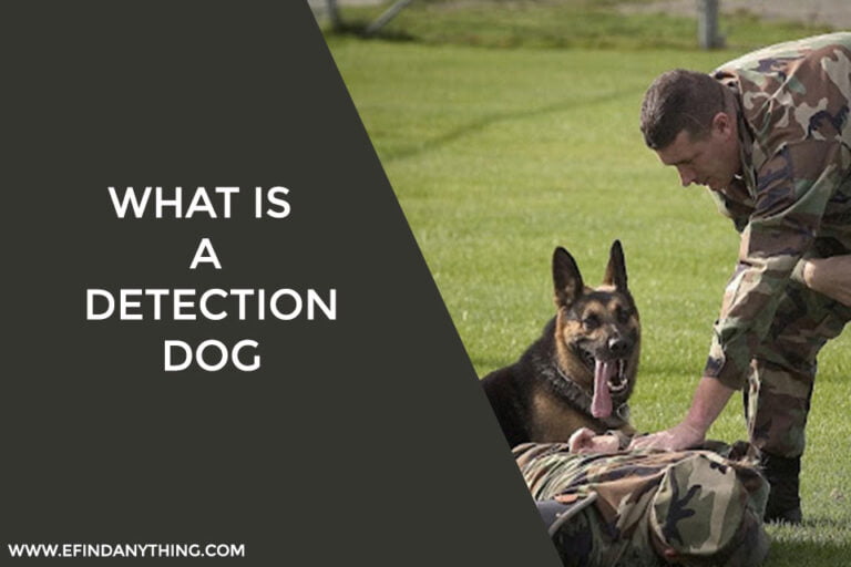 What is a Detection Dog