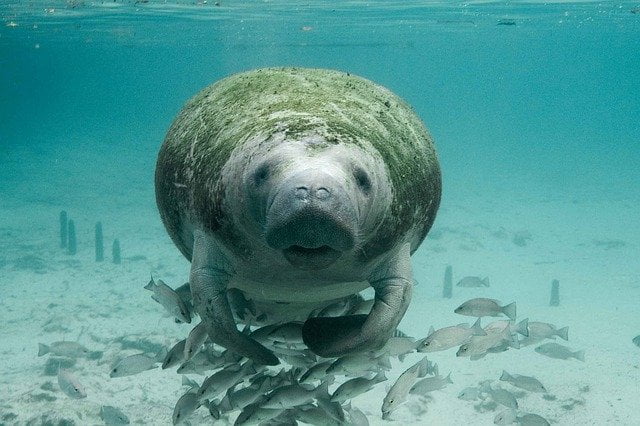 Manatees