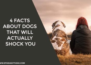 4 Facts About Dogs That Will Actually Shock You