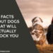4 Facts About Dogs That Will Actually Shock You