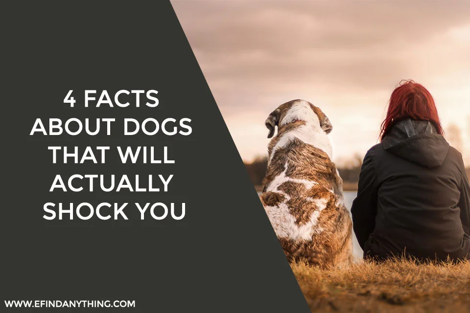 4 Facts About Dogs That Will Actually Shock You