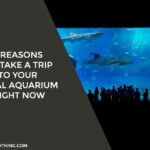 4 Reasons to Take a Trip to Your Local Aquarium Right Now