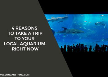 4 Reasons to Take a Trip to Your Local Aquarium Right Now