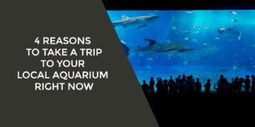 4 Reasons to Take a Trip to Your Local Aquarium Right Now