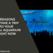 4 Reasons to Take a Trip to Your Local Aquarium Right Now