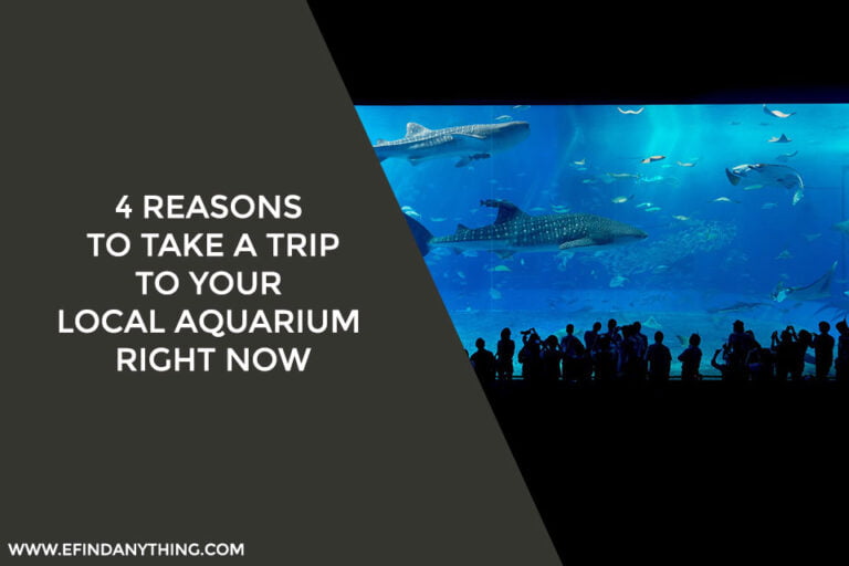 4 Reasons to Take a Trip to Your Local Aquarium Right Now