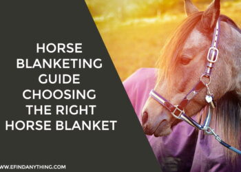 Horse Blanketing