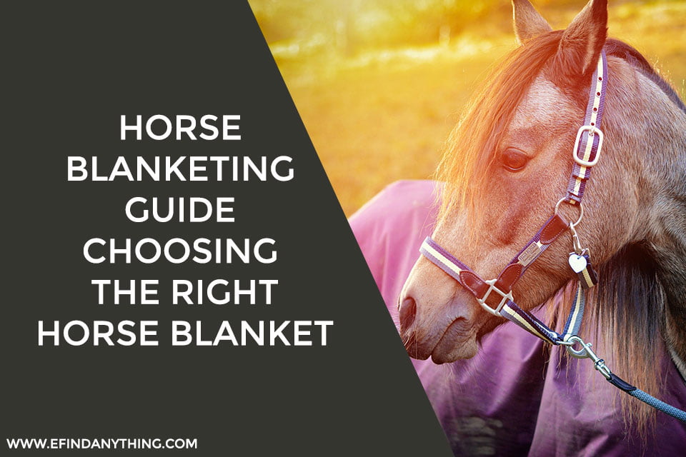 Horse Blanketing Guide: Choosing the Right Horse Blanket