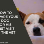 How to Prepare Your Dog for His First Visit to the Vet