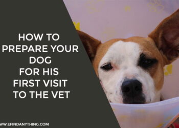 How to Prepare Your Dog for His First Visit to the Vet