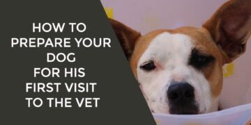 How to Prepare Your Dog for His First Visit to the Vet