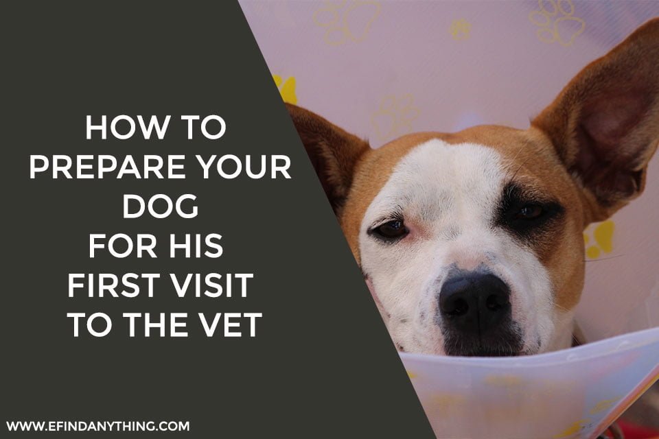 How to Prepare Your Dog for His First Visit to the Vet