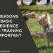 Dog Training