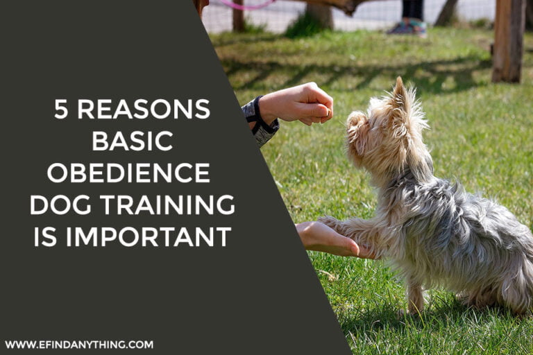 Dog Training