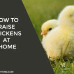 How to Raise Chickens at Home