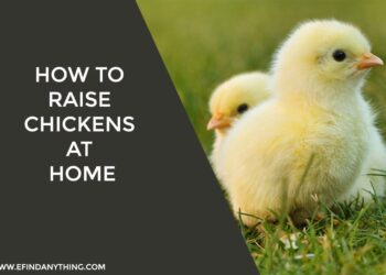 How to Raise Chickens at Home