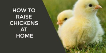 How to Raise Chickens at Home