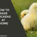 How to Raise Chickens at Home