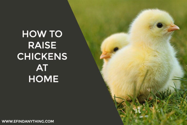 How to Raise Chickens at Home