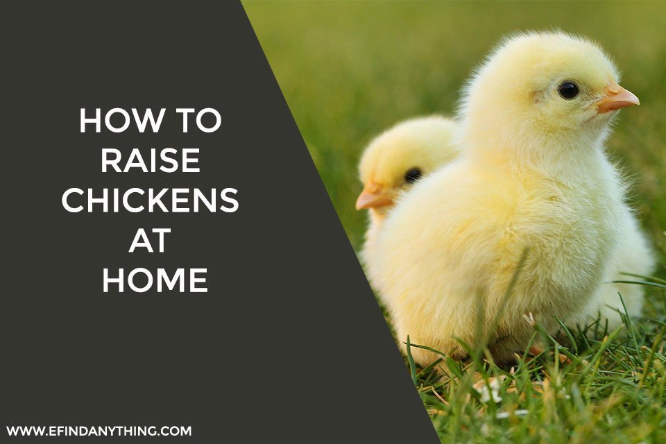 How to Raise Chickens at Home: The Basics Explained