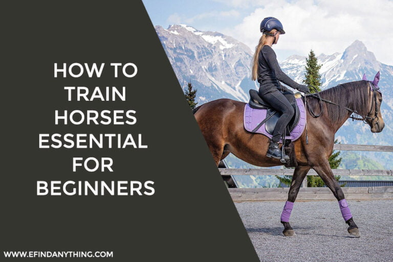 How to Train Horses