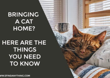 Bringing a Cat Home