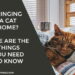 Bringing a Cat Home