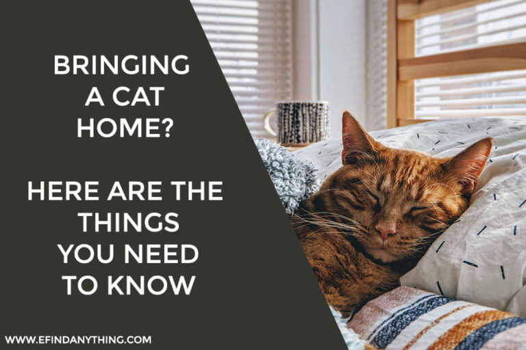 Bringing a Cat Home