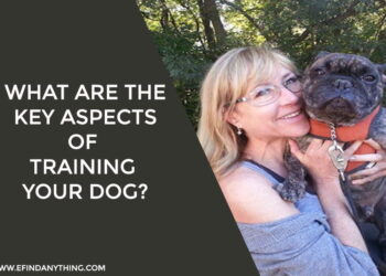 Training Your Dog