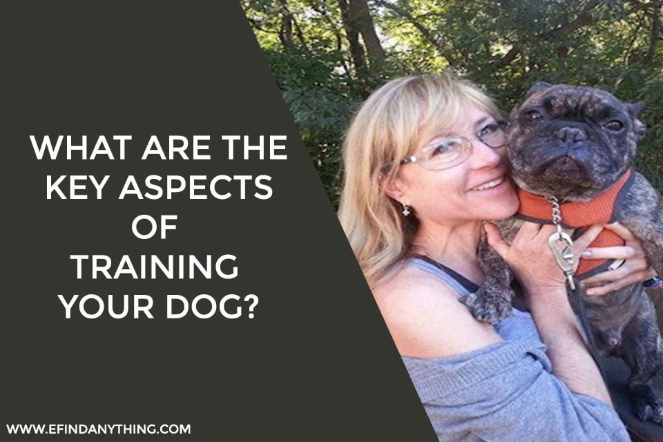 What Are The Key Aspects Of Training Your Dog?