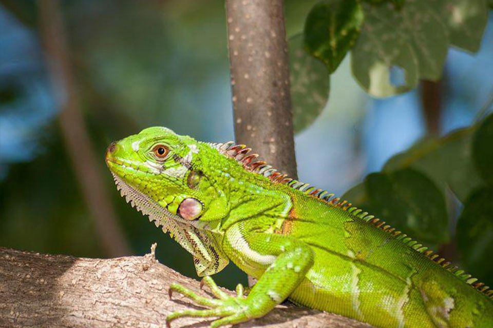 Are Iguanas Poisonous to Dogs?