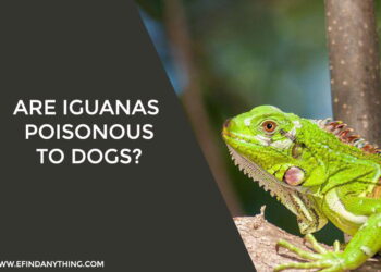 Are Iguanas Poisonous to Dogs