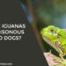 Are Iguanas Poisonous to Dogs