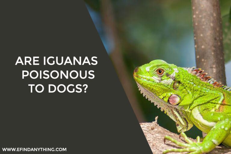 Are Iguanas Poisonous to Dogs