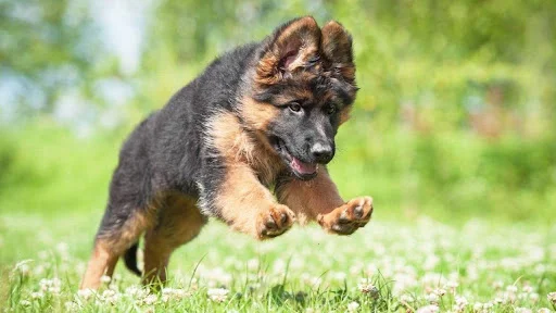 German shepherd