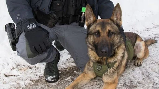 German shepherd