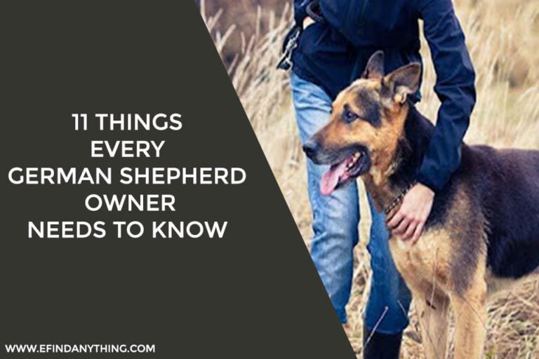 German shepherd