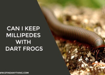 Can I Keep Millipedes With Dart Frogs