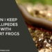 Can I Keep Millipedes With Dart Frogs
