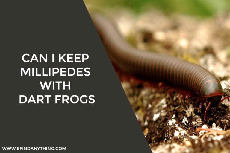 Can I Keep Millipedes With Dart Frogs