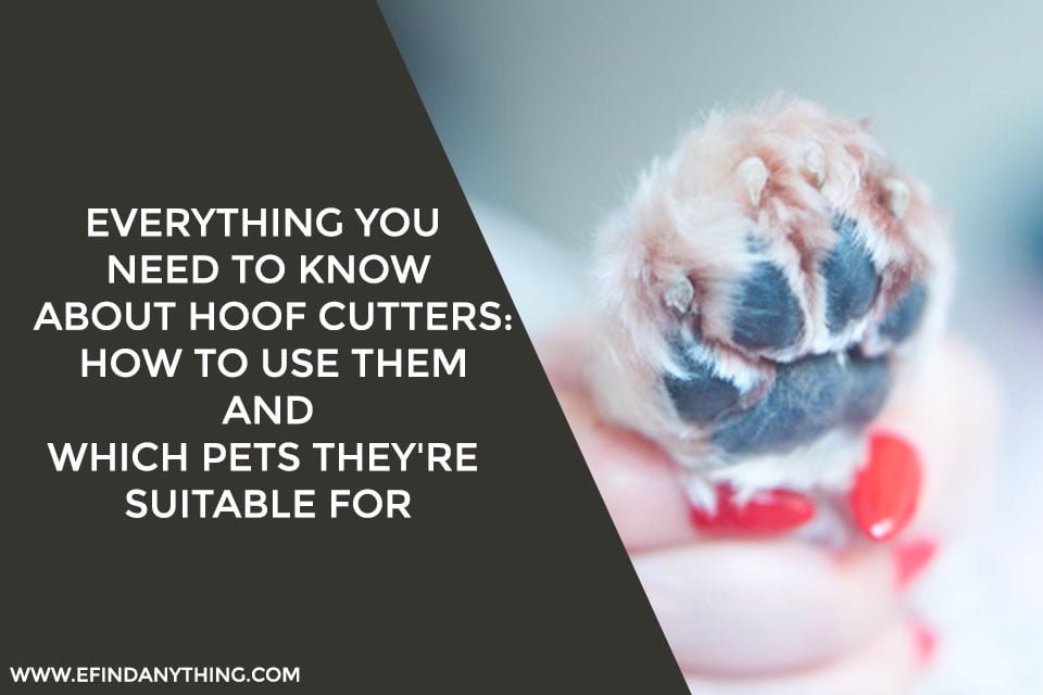 Everything You Need to Know About Hoof Cutters: How to Use Them and Which Pets They’re Suitable For