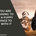 Planning To Buy a Puppy