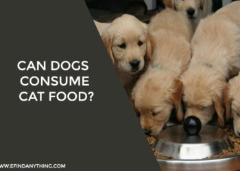 Can Dogs Consume Cat Food