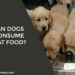 Can Dogs Consume Cat Food