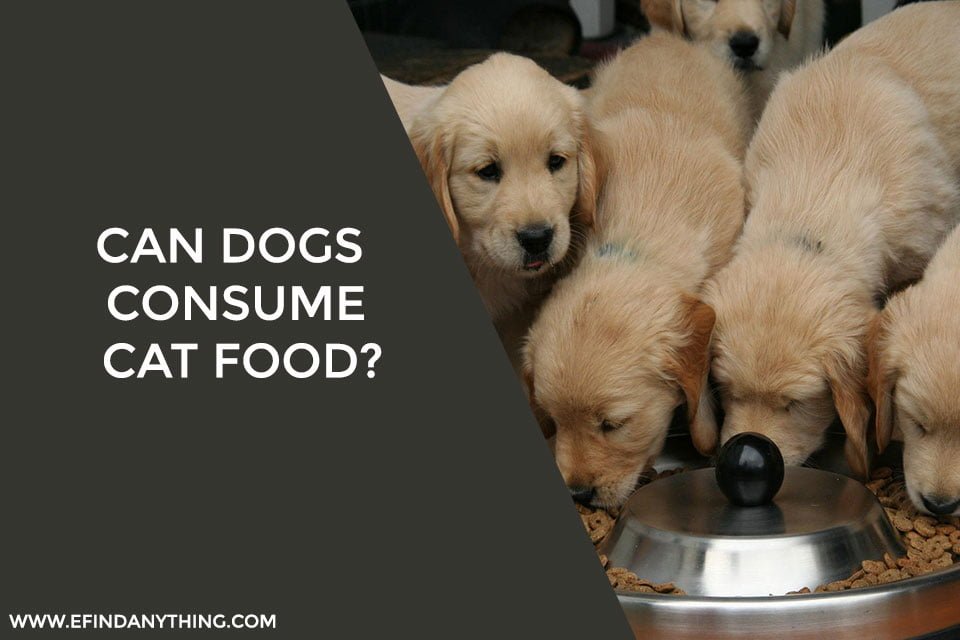 Can Dogs Consume Cat Food?