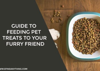 Feeding Pet Treats to Your Furry Friend