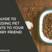 Feeding Pet Treats to Your Furry Friend