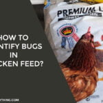How to Identify Bugs in Chicken Feed
