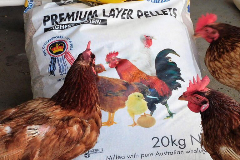 How to Identify Bugs in Chicken Feed?