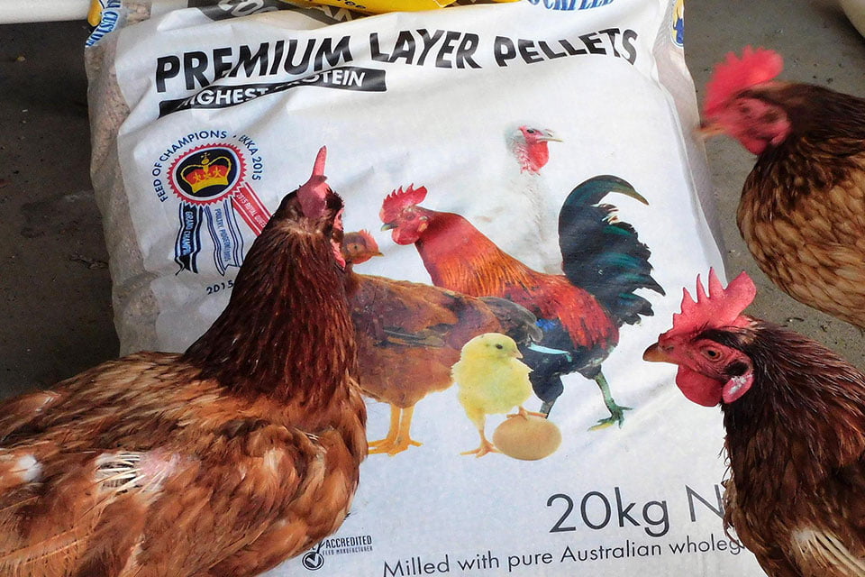 How to Identify Bugs in Chicken Feed